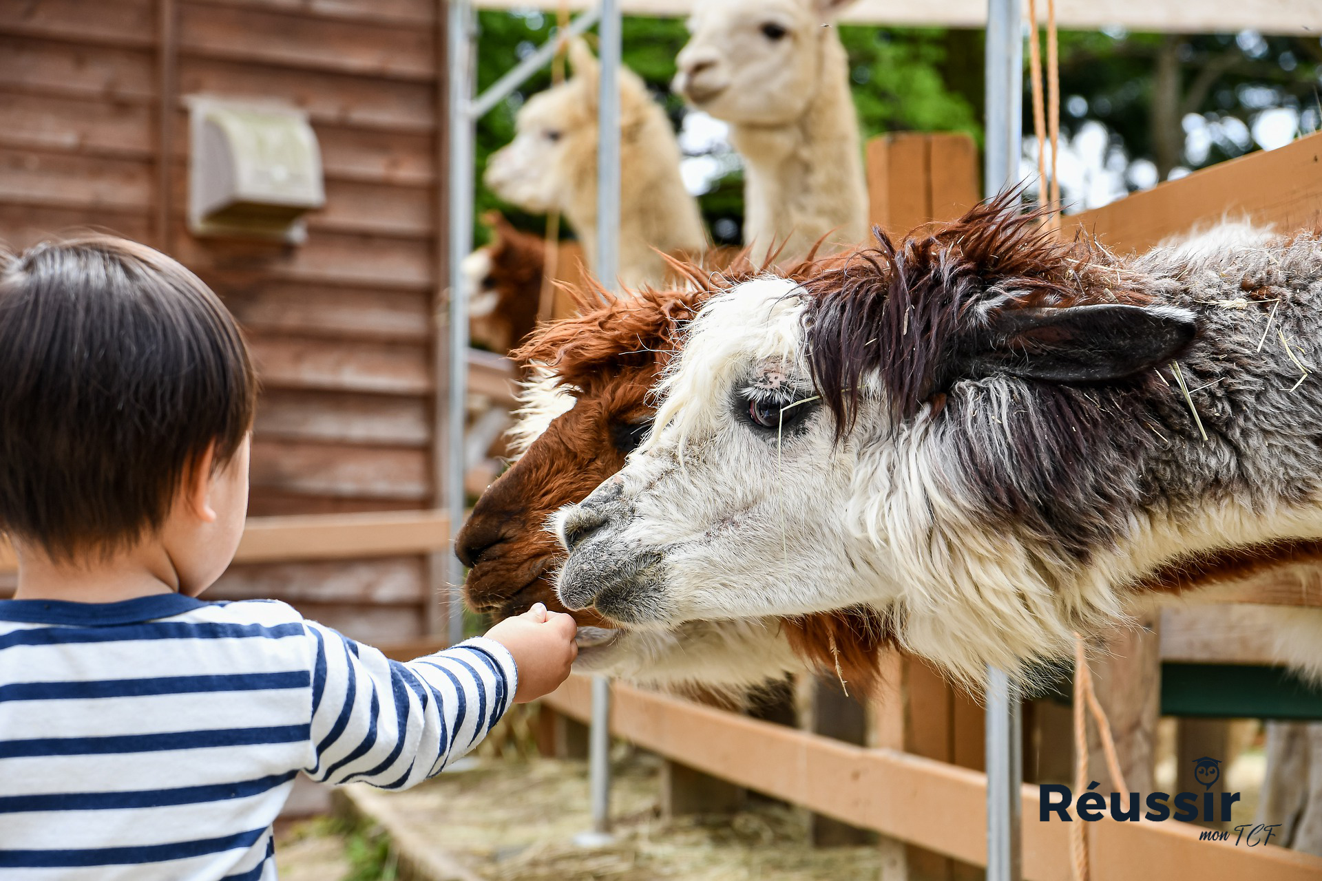 Le zoo prison ou refuge ?