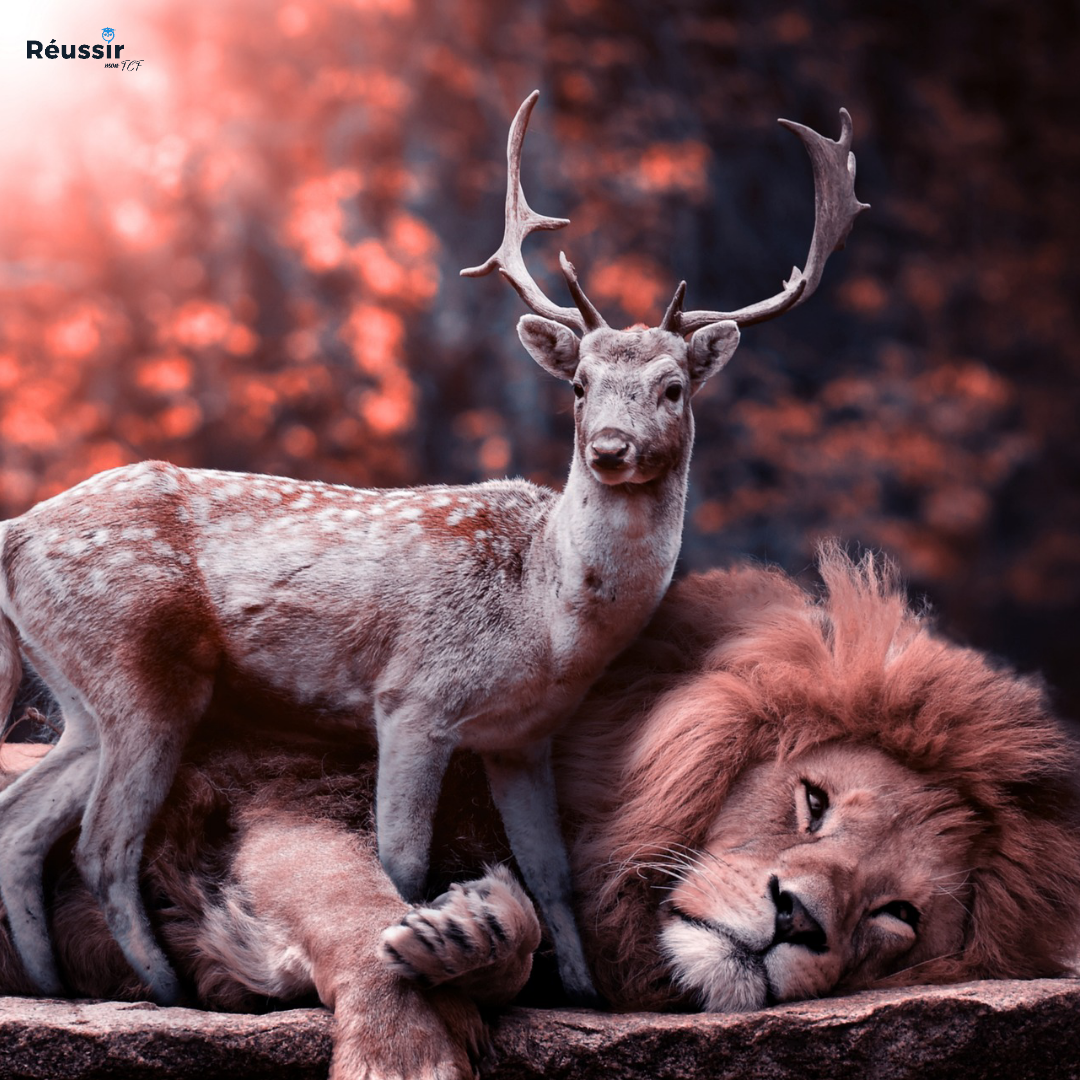 La chasse (traque d’animaux), pour ou contre ?
